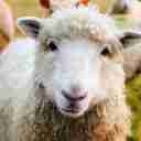 مزرعه باروس در پردیس تهران