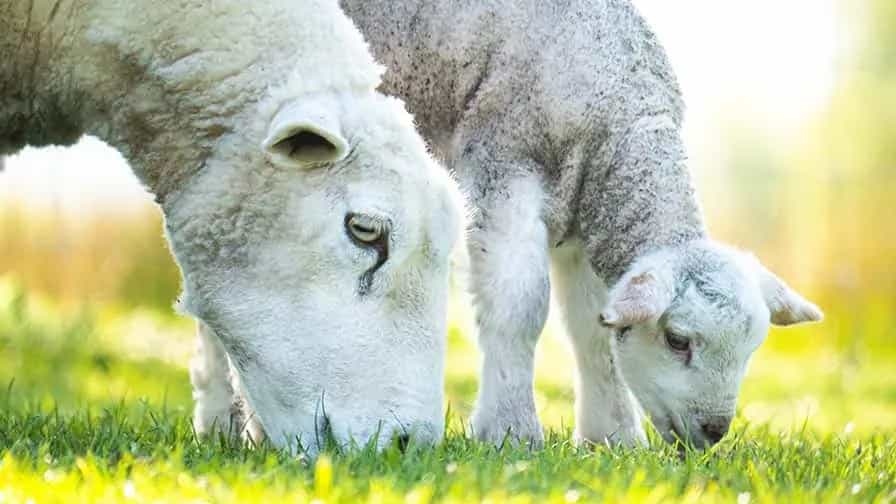 خرید گوسفند قربانی