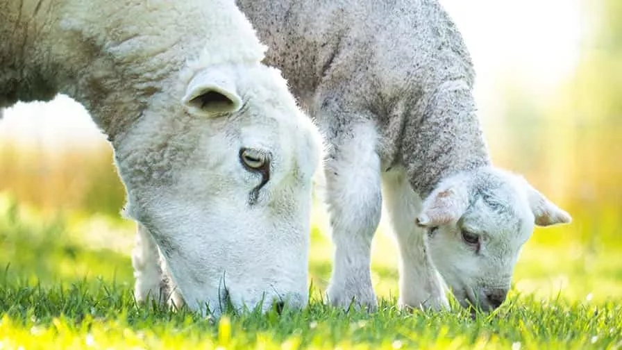 خرید گوسفند قربانی خرید گوسفند قربانی